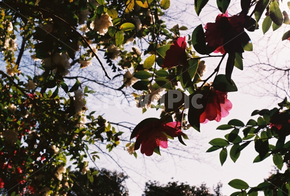 동백,동백숲,camellia,겨울,꽃,하늘,숲속,필름사진,식물,자연,plants,nature,꽃,flower,감성,sensible,feeling