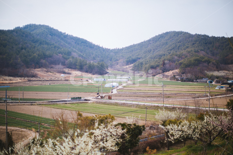 봄,매화,꽃,농장,자연,풍경,나무,봄,계절,spring,season,자연,풍경,nature,landscape,시골,마을,country,rural,town,outdoors,옥외,scenery