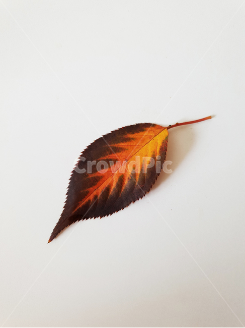 leaf,fallenleaves,maple,단풍,낙엽,잎,잎사귀,감잎,가을,분위기,나뭇잎,나무잎,배경,가을,계절,fall,autumn,season,식물,자연,plants,nature