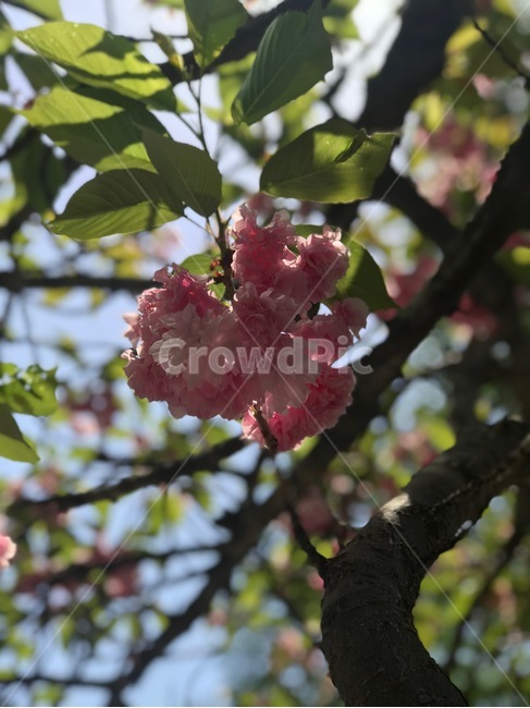 봄,벚꽃,겹벚꽃,봄꽃,자연,봄날,화창한,꽃,flower,nature,예쁨,봄,계절,spring,season,식물,자연,plants,nature,꽃,flower,plant