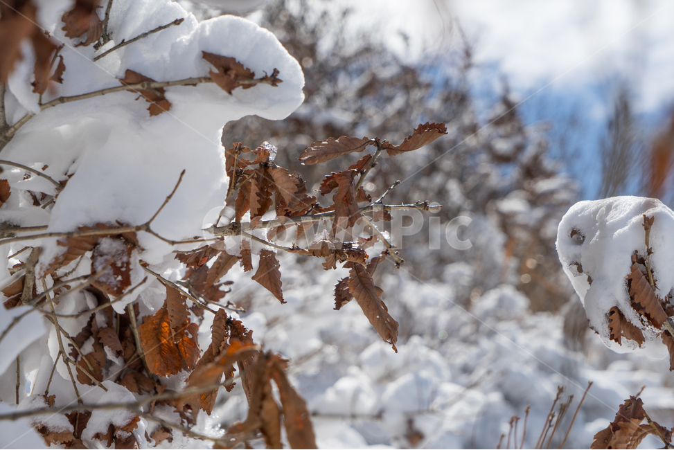 눈,설경,겨울,싸늘함,추위,snow,겨울,계절,winter,season