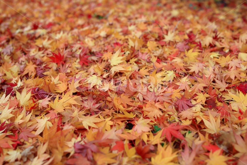 자연풍경,가을,단풍,낙엽,잎,자연,풍경,10월,11월,가을,계절,fall,autumn,season,leaf,plant,식물,tree,나무