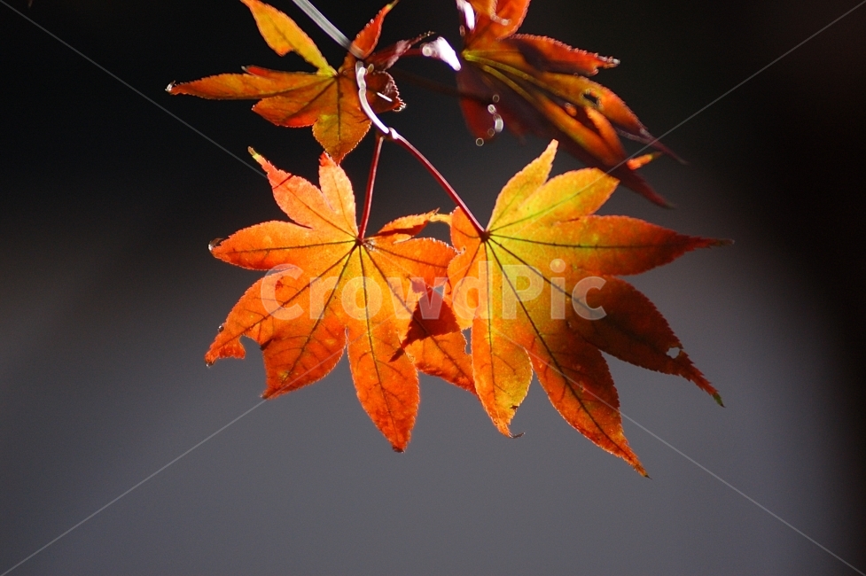단풍,단풍잎,가을,빨강,화려함,Colorful,Autumn,계절,season,가을,계절,fall,autumn,season,식물,자연,plants,nature,leaf,잎,plant,tree,나무,maple