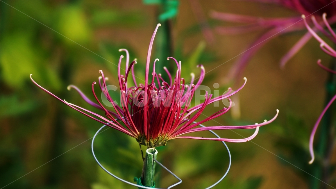 국화,개량국화,꽃축제,꽃길,식물,식물,자연,plants,nature,꽃,flower