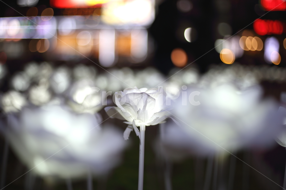 장미,led,led장미,야경,빛,배경흐림,아름다운,도심,보케,플라워,로즈