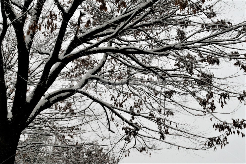 폭설,겨울,풍경,나무,눈,계절,겨울,계절,winter,season