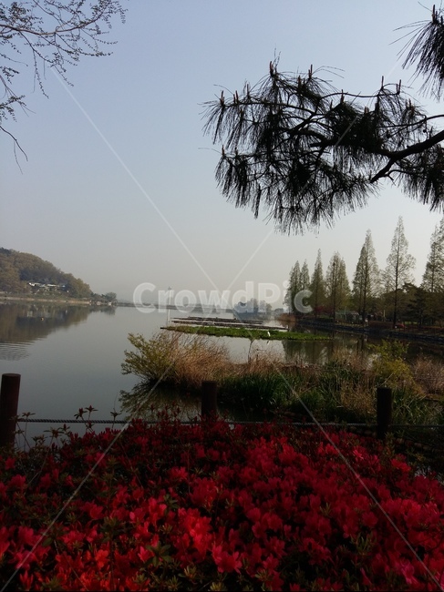 신정호수,물,나무,봄,연두,아침,자연,풍경,nature,landscape,한국자연풍경,한국자연경관,korea nature landscape
