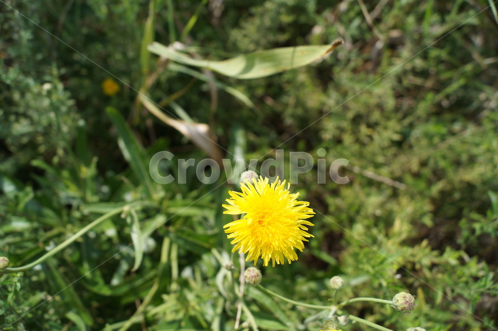꽃,야생화,식물,들꽃,접사,식물,자연,plants,nature,꽃,flower