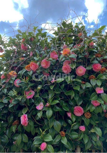 장미,분홍색,핑크장미,분홍장미,꽃,숲,로즈,rose,하늘,자연,식물