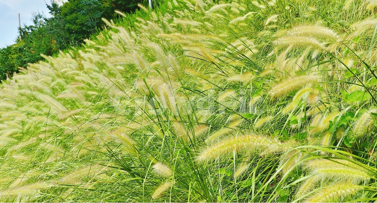 풍경,자연,강아지풀,식물,배경,식물,자연,plants,nature