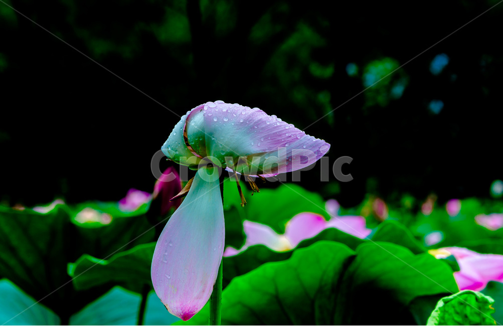 연꽃,연잎,문양,무늬,습지,자연,식물,자연,plants,nature,꽃,flower