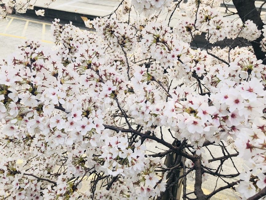 plant,식물,blossom,flower,꽃,벚꽃,봄,봄꽃,봄나들이,봄소풍,벚꽃축제,벚꽃나들이,식물,자연,plants,nature,꽃,flower