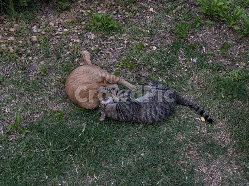 고양이,길고양이,커플,싸움,고양이싸움