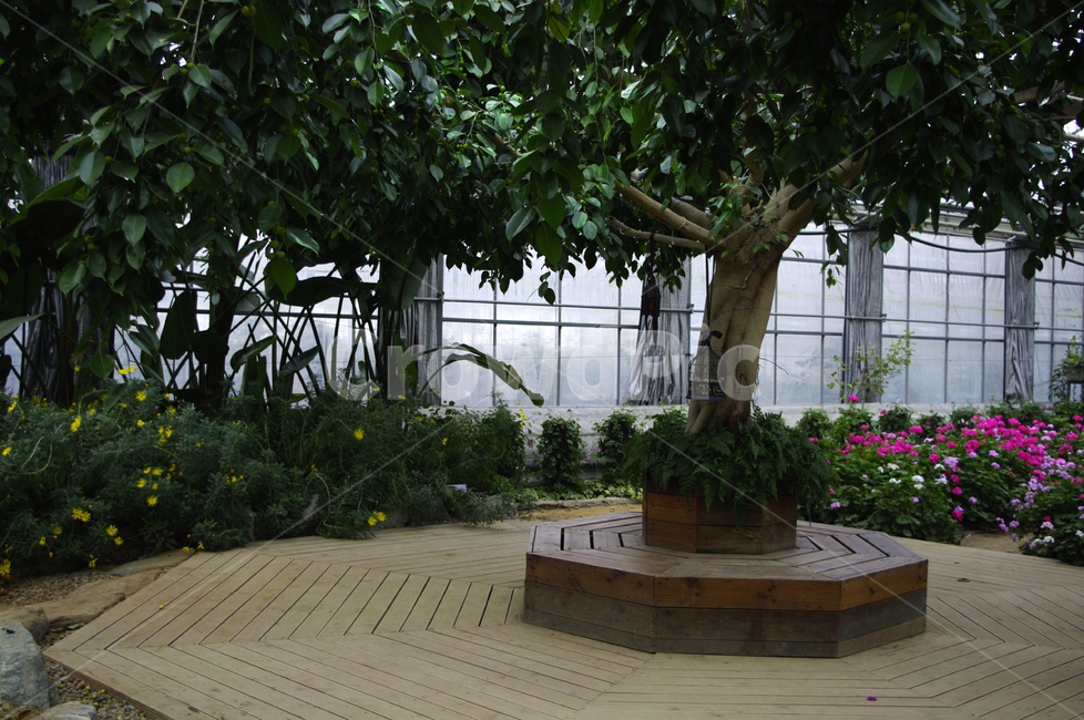 나무,온실,식물,원목,wood,식물,자연,plants,nature,나무,trees,wood