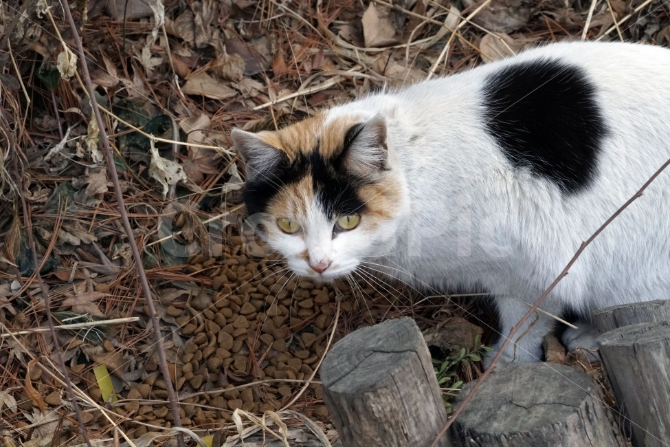 고양이,길고양이,들고양이,삼색고양이,삼색털고양이,동물,흰고양이,공원,낙엽,식물,사료,나무,풀,냐옹이,암컷,수컷,도둑고양이,길냥이,cat,animal,snap,snpshot,스냅,스냅사진,스넵,스넵사진,감성,감성사진,힐링,힐링사진,cute,pretty,동물,animal,고양이,cat,kitten,kitty,포유류,mammal
