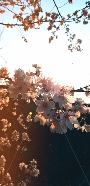 벚꽃,봄,cherryblossom,꽃,spring