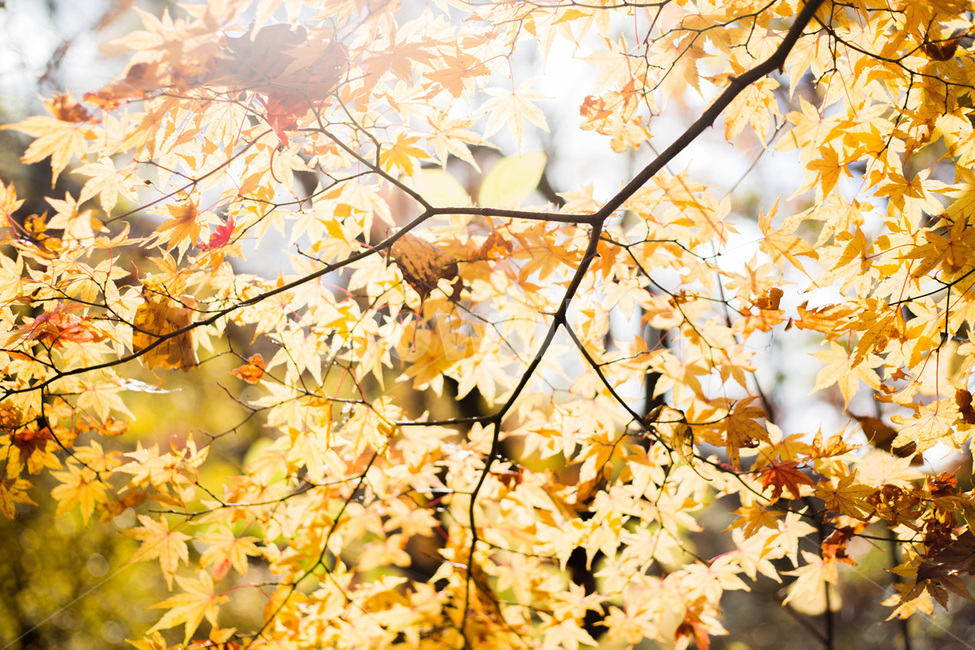 단풍,단풍나무,노을,단풍잎,해질녘,가을,계절,fall,autumn,season,식물,자연,plants,nature,leaf,잎,plant,tree,나무