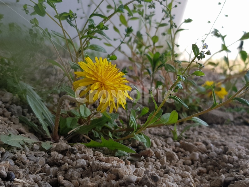민들레,봄,배경,민들레꽃,테마,식물,자연,plants,nature,꽃,flower