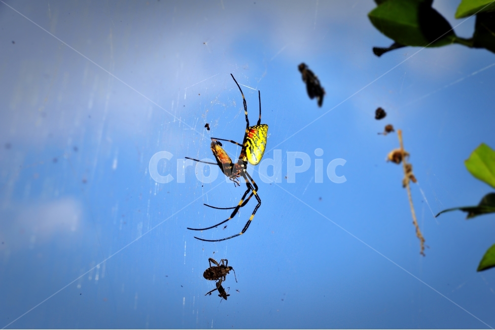 거미,가을,시골,행복,여행,동물,animal,곤충,벌레,insect,bug