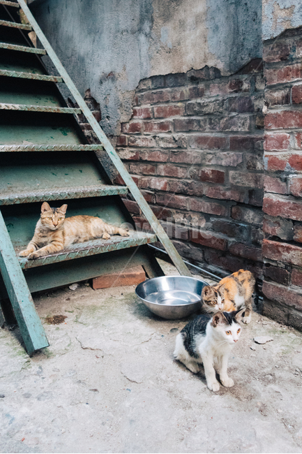 고양이,길냥이,길고양이,냥이,캣,cat,길냥,고양고양,동물,아기고양이,새끼고양이,동물,animal,포유류,mammal,고양이,cat,kitten,kitty