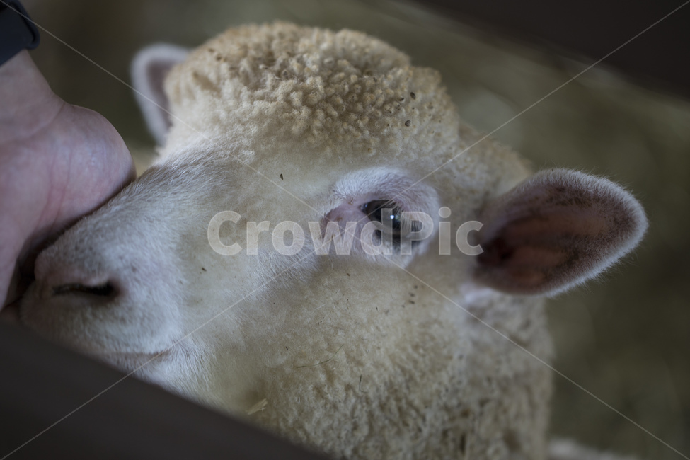 양,동물,동물원,얼굴,양털,동물,animal,포유류,mammal