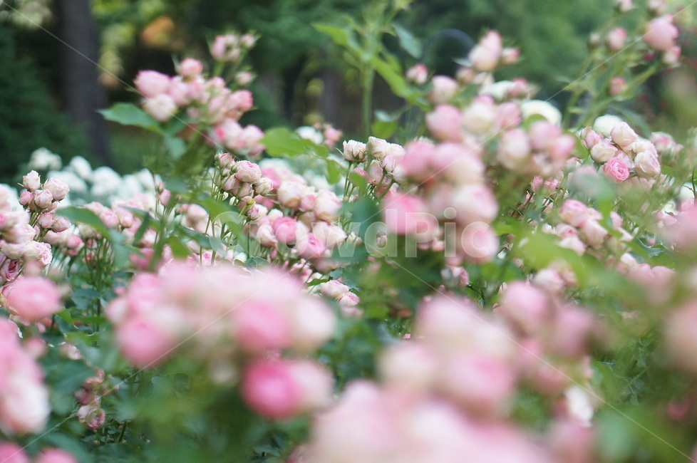장미,6월,핑크,꽃,식물,초록잎,식물,자연,plants,nature,꽃,flower