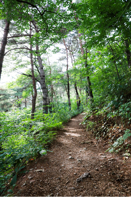 자연,숲길,산,숲,흙길,풍경,자연,풍경,nature,landscape,식물,plants,나무,trees,wood,ground,바닥,path,통로
