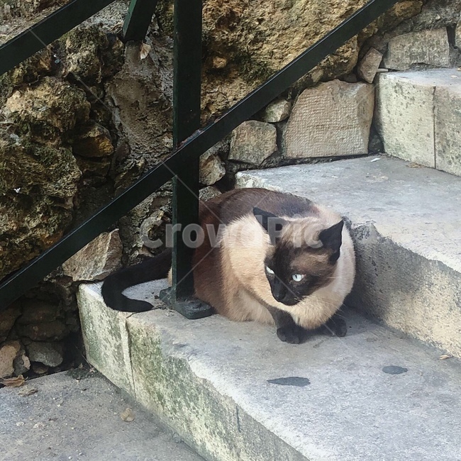고양이,계단,검은고양이,돌계단,동물,길고양이,동물,animal,포유류,mammal,고양이,cat,kitten,kitty