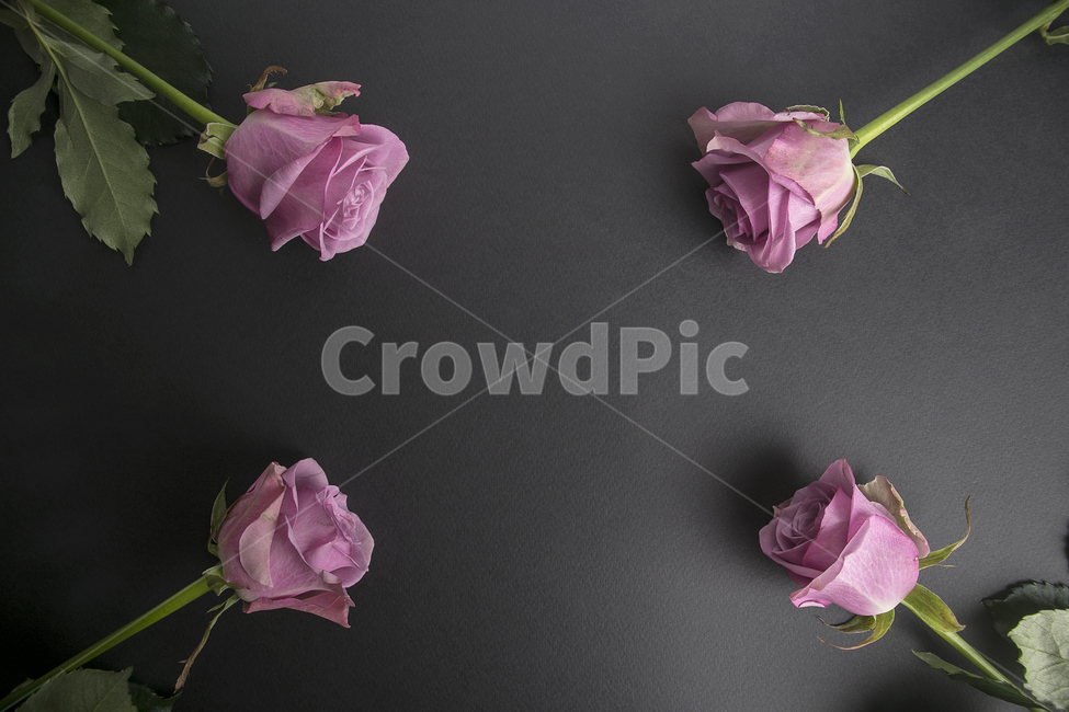 장미,장미꽃,꽃,핑크,분홍,한송이,송이,잎,잎사귀,배경화면,백그라운드,꽃,flower,기념일,축하,anniversary,congratulation,celebrate,celebration