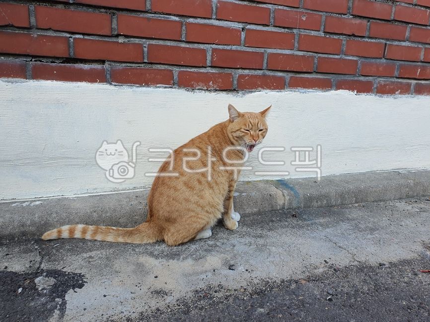 고양이,길고양이,도둑고양이,포유류,동물,코리안숏헤어,mammal,귀여운,코숏,cat,pet,애완동물,꼬리,앉은,하품,졸린