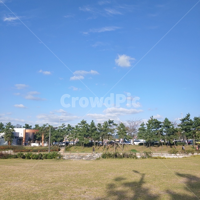 plant,식물,grass,잔디,nature,자연,outdoors,옥외,다대포,공원