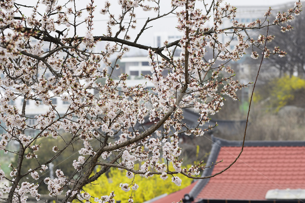 봄,벚꽃,꽃,지붕,나무,계절,spring,season,꽃말,순결,절세미인,roof,cherryblossom,nature,plants,봄,계절,spring,season,식물,자연,plants,nature,꽃,flower,plant