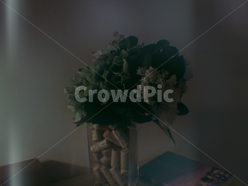 식물,꽃,필름사진,flower,코르크