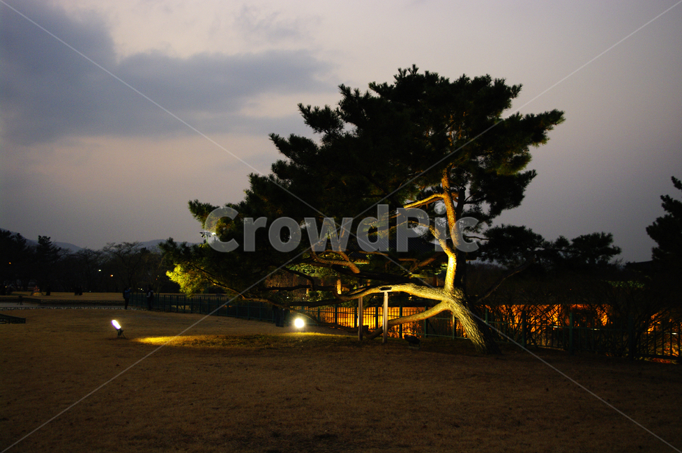 조명,빛,하늘,구름,풍경,나무,식물,plant,야경,밤,풍경,nightscape,night,landscape,식물,자연,plants,nature,나무,trees,wood