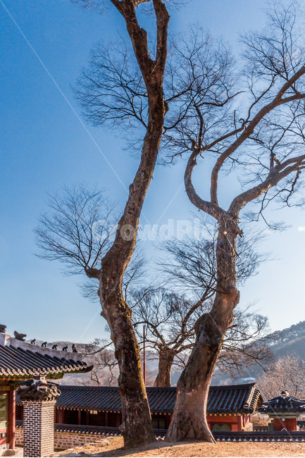고궁,고목,기와,한국의미,건축,문화유산,한국전통,한국문화,korean traditional,korean culture,식물,자연,plants,nature,나무,trees,wood