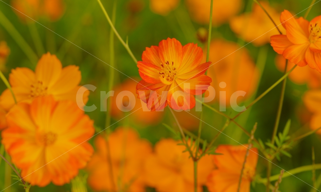 가을,꽃,코스모스,자연,flower,감성,가을,계절,fall,autumn,season,식물,자연,plants,nature,꽃,flower,감성,sensible,feeling,색깔,색상,색채,색감,color sense,color sensitivity,feeling of color,geranium,제라늄,plant,blossom