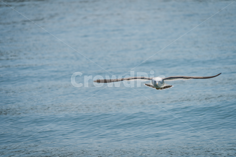 갈매기,조류,바다,비상,새,비행,seagull,창공,날다,자연,트랙킹,연사,순간포착,동물,animal,조류,새,birds