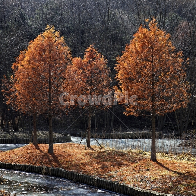 겨울,공원,나무,빛,그림자,얼음,추위,winter,park,season,cold,감성,난지천공원,마포,trees,woods,branch,leafless,가을,계절,fall,autumn,season,자연,풍경,nature,landscape,tree,plant,식물