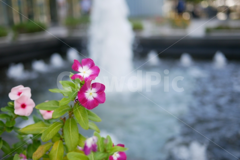 도시,꽃,자연,풍경,근거리,식물,자연,plants,nature,꽃,flower