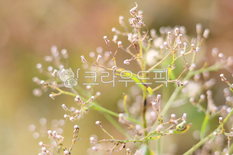 littleironweed,smallwhiteandpurpleflowers,flower,vernoniacinerea
