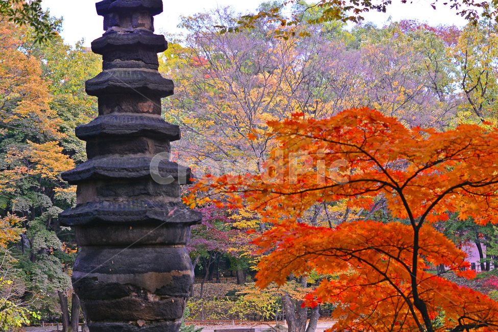 가을단풍,돌탑,유물,고궁,가을풍경,오래된,시즌,계절,배경,백그라운드,leaf,잎,가을배경,가을분위기,가을감성,가을느낌,가을서정,autumn,fall,season,빨강색,세월,식물,plant,나무,tree,야외,옥외,outdoor,창경궁팔각칠층석탑,보물제1119호,석탑,조각상,동상,석상,조형물,statue,bronze statue,stone statue