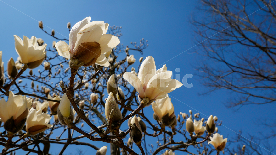 식물,봄,목련,spring,꽃