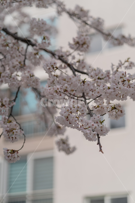 flower,꽃,벚꽃,봄,대구,봄,계절,spring,season,plant,식물,blossom