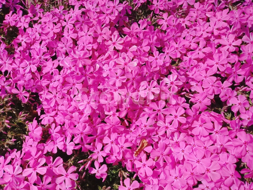 꽃잔디,잔디,꽃,pink,따뜻함,식물,자연,plants,nature,꽃,flower