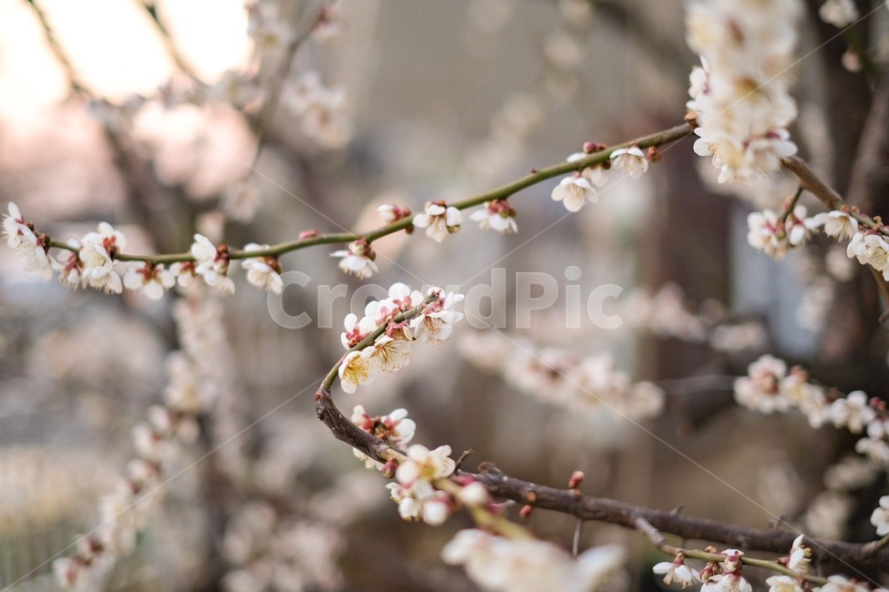 꽃,벛꽃,배경,봄,나무,식물,자연,plants,nature,꽃,flower