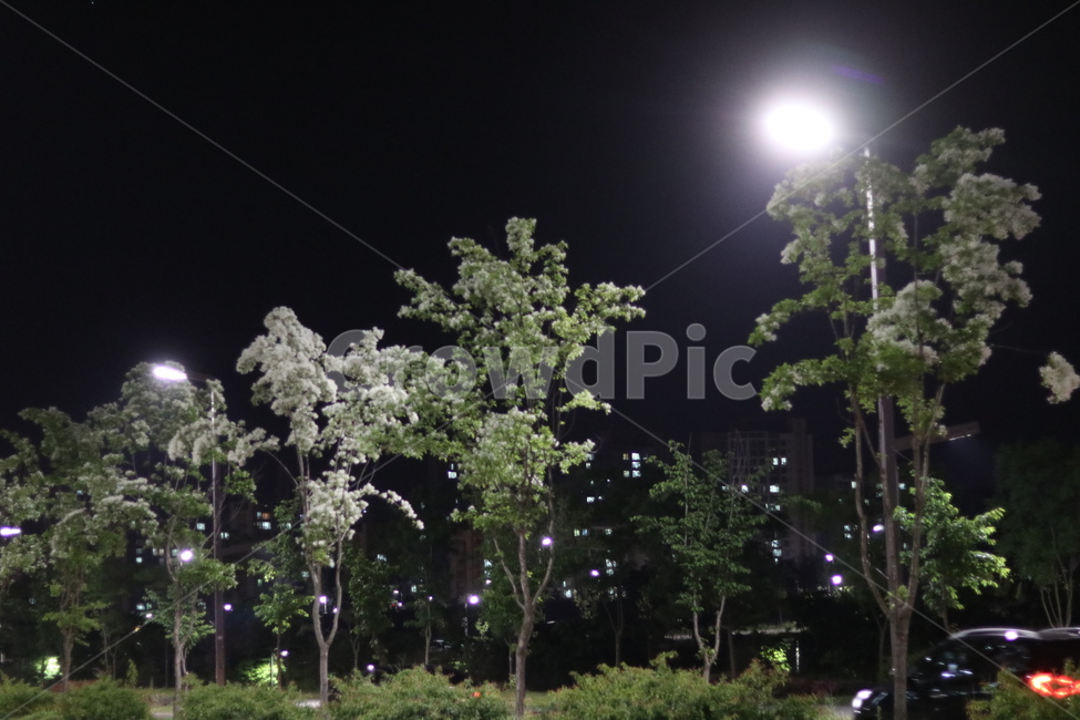 이팝나무꽃,밤,흰색,쌀모양,봄,야경,밤,풍경,nightscape,night,landscape,도시,city,한국도시풍경,한국도시경관,korea cityscape,outdoors,옥외,nature,자연