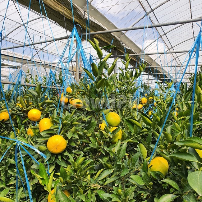 나무,과수원,비닐하우스,황금향,감귤류과일,citrusfruit,plant,식물,fruit,과일,food,음식,농사,orange,green,제주도