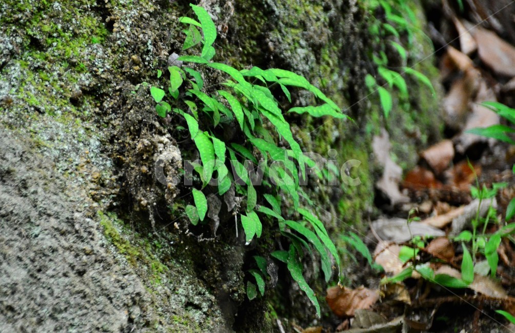 고란초,금강,상록다년초,자연,음지식물,녹색,희소함,식물,자연,plants,nature