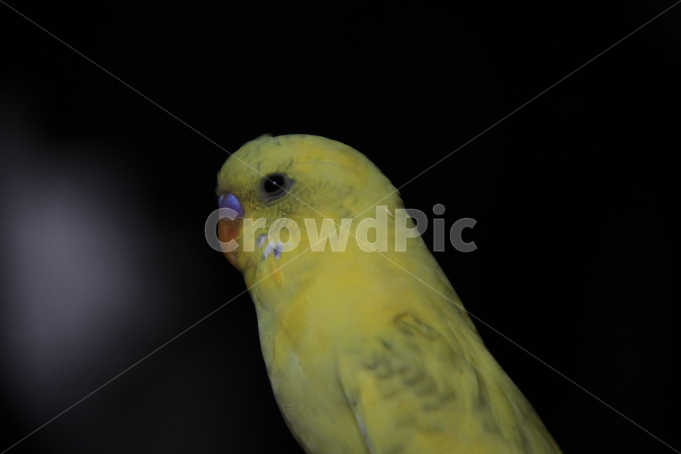 앵무새,사랑앵무,새,깃털,부리,노란,동물,animal,조류,새,birds
