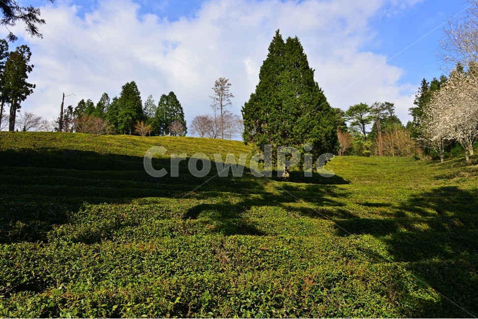 outdoors,옥외,nature,자연,rural,농촌,plant,식물,tree,나무,보성,대한다원,다원,녹차밭,녹차,녹차잎,농업,농경,농사,경작,하늘,구름
